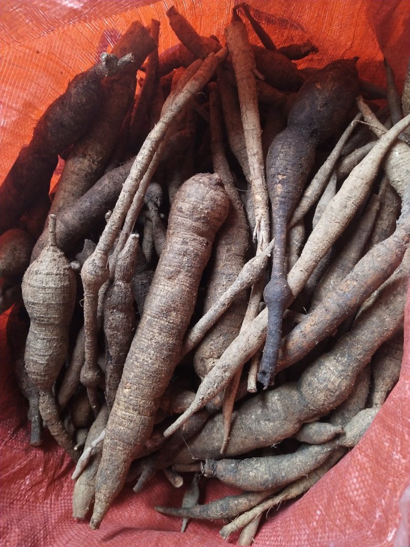 广东省肇庆市小叶野生牛大力
