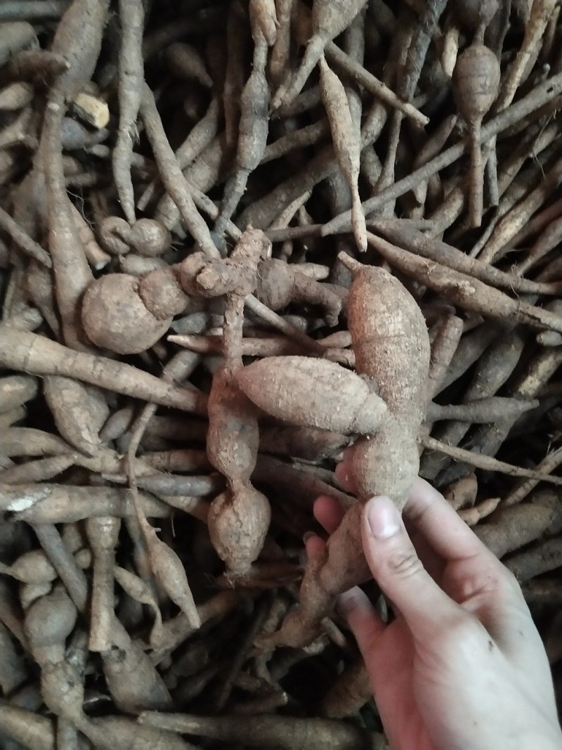 广东省肇庆市小叶野生牛大力