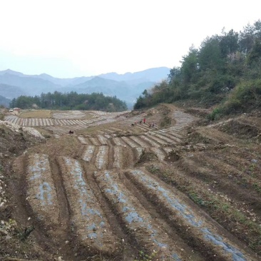 莓茶