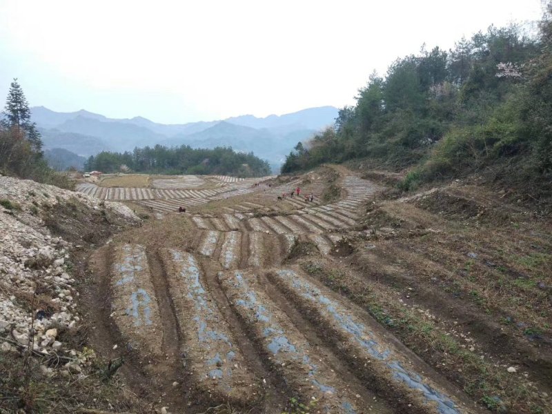 莓茶