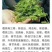 莓茶