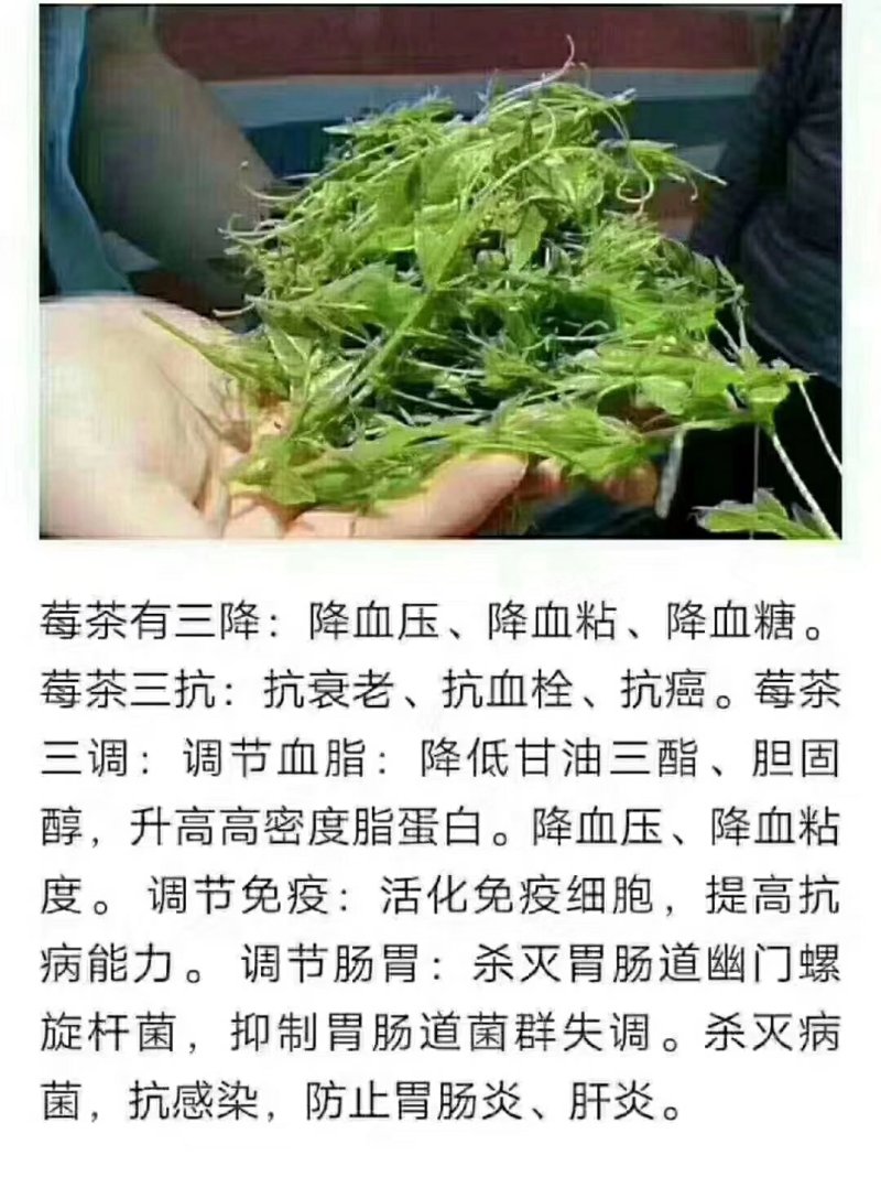 莓茶
