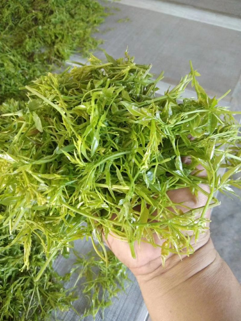 莓茶