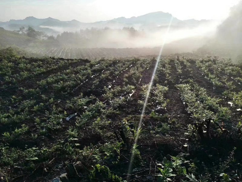 莓茶