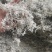 莓茶
