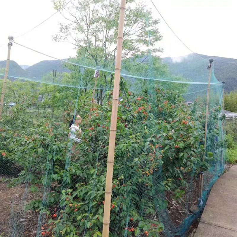 养鸡网养殖菜园围栏网鸭鹅网拦鸡网塑料尼龙山鸡网安全防护网