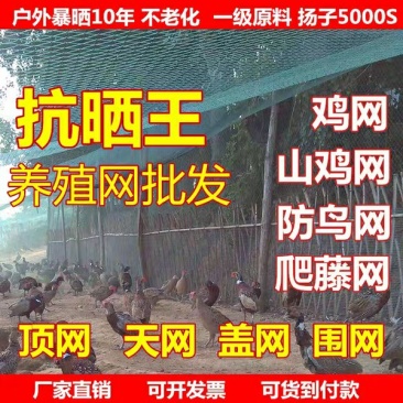 养鸡网养殖菜园围栏网鸭鹅网拦鸡网塑料尼龙山鸡网安全防护网