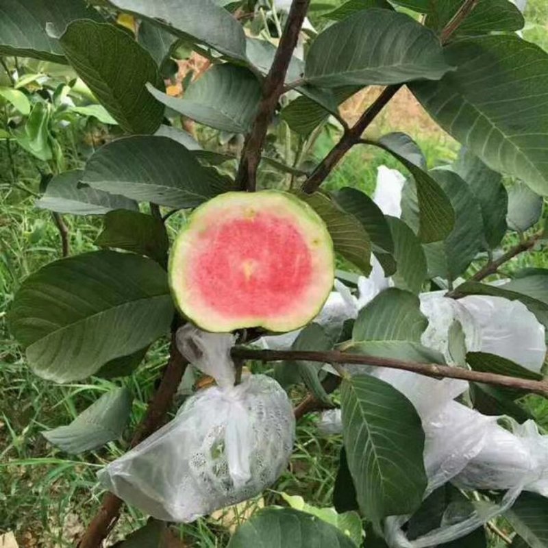 红心番石榴红宝石番石榴苗