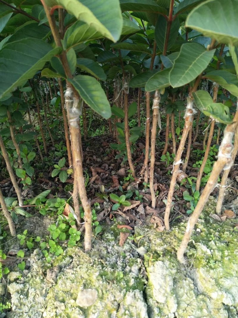 红心番石榴红宝石番石榴苗
