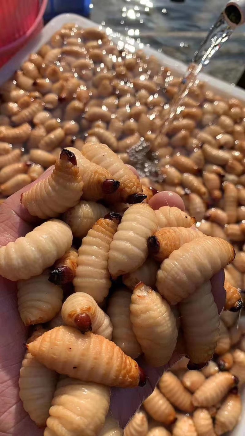 活冻竹虫活虫竹笋虫速冻虫食用竹虫【活竹虫速冻发】