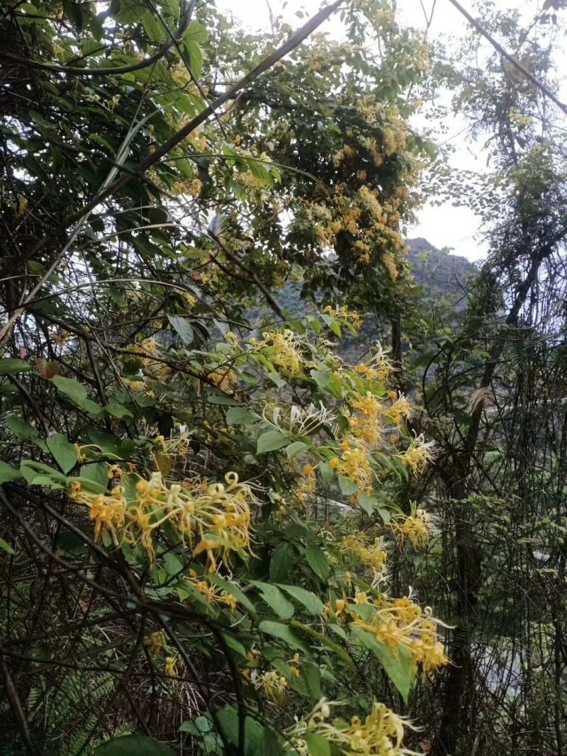 2020新鲜金银花野生干货无硫金银花茶