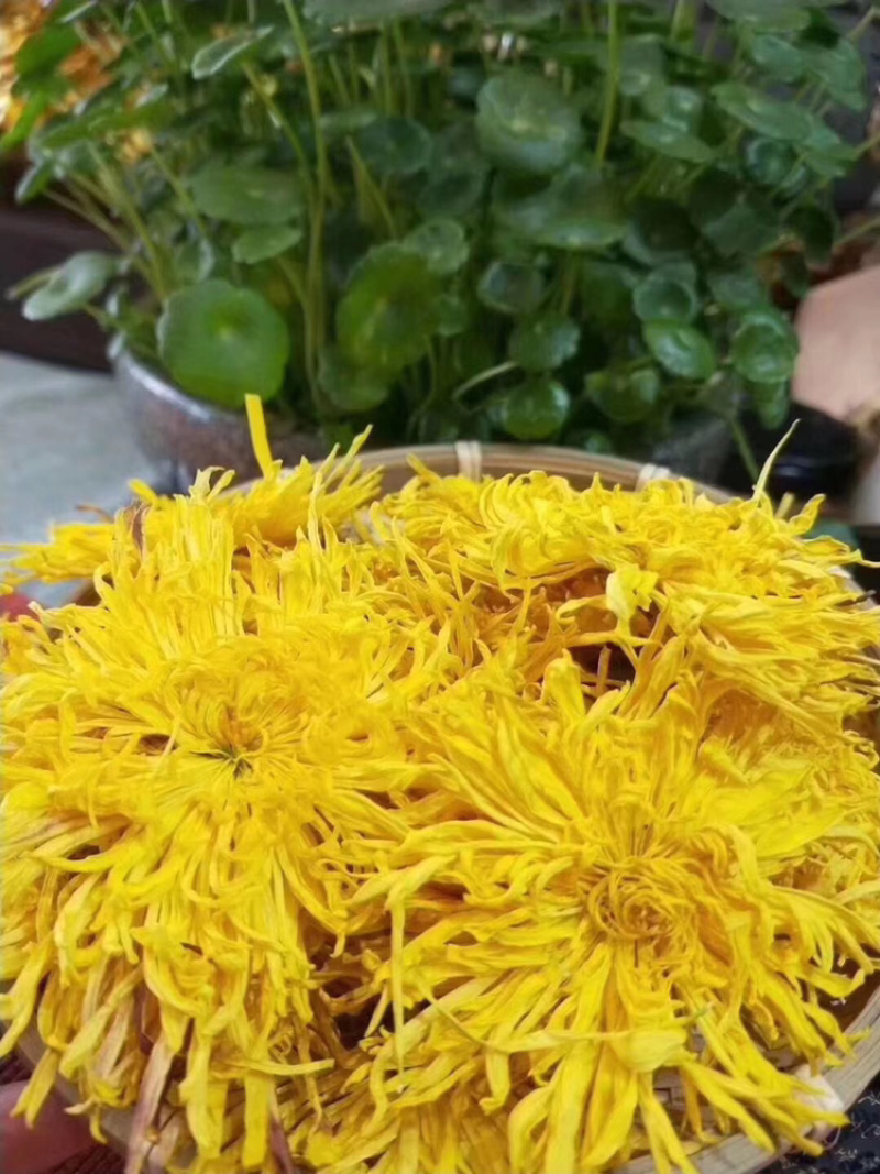 金丝黄菊