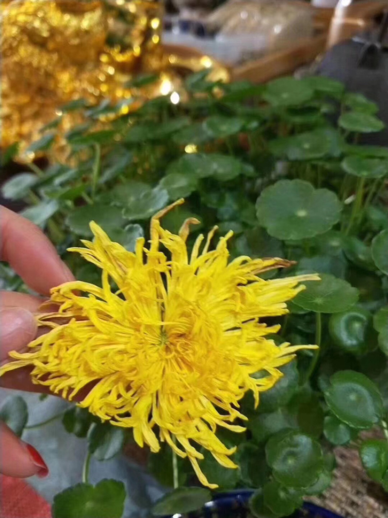 金丝黄菊