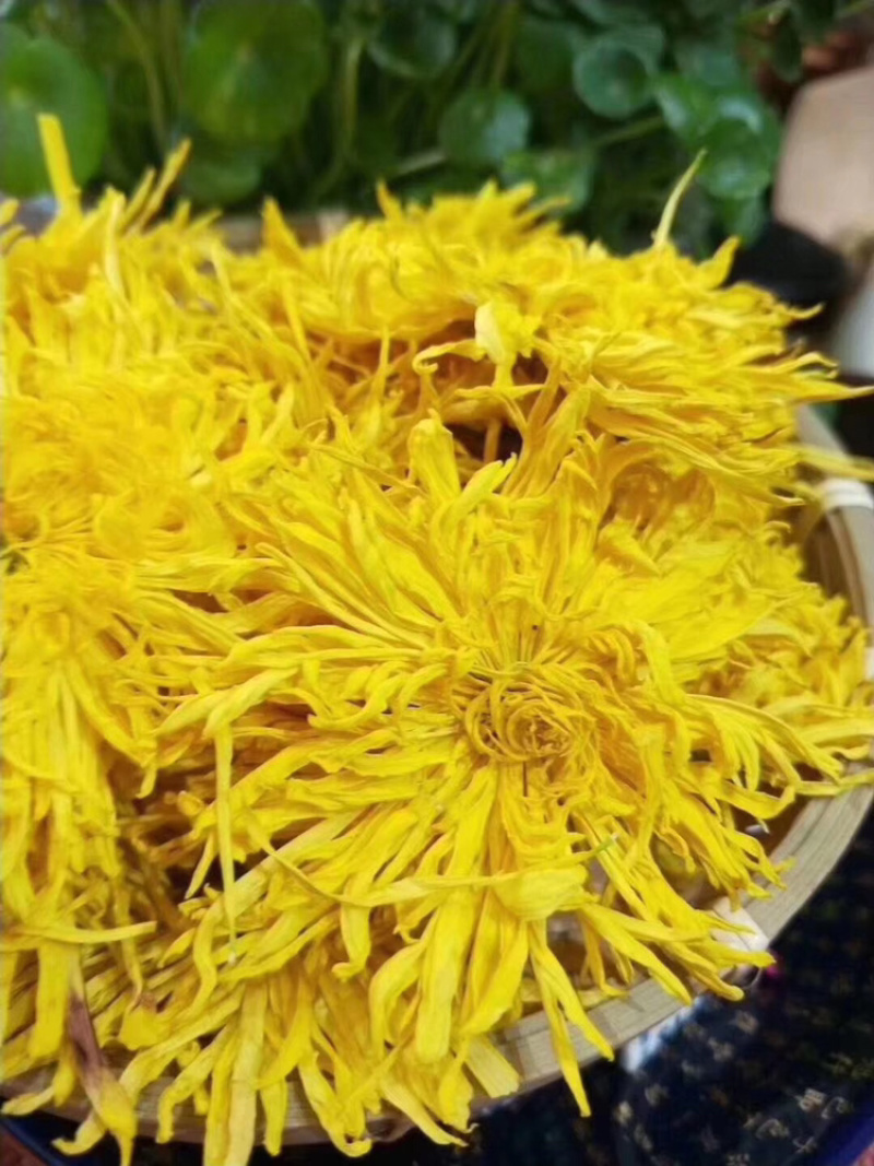 金丝黄菊