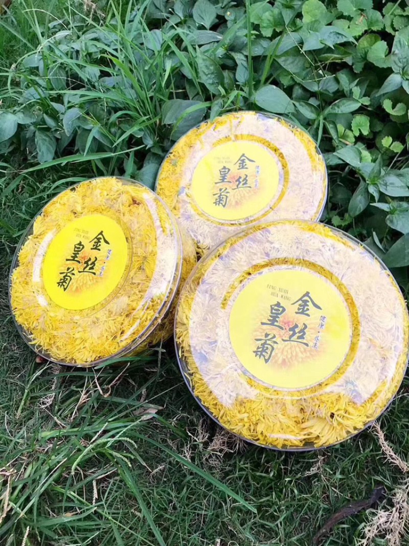 金丝黄菊