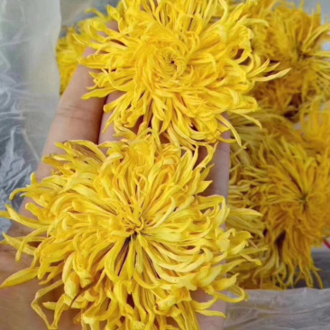 金丝黄菊