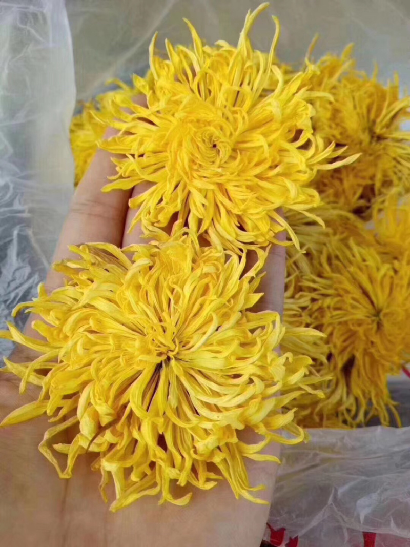 金丝黄菊