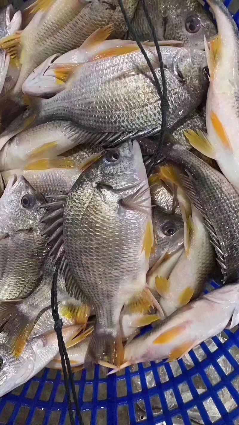 东山岛海钓活冻黄翅鱼0.8-1.2斤不野不要钱