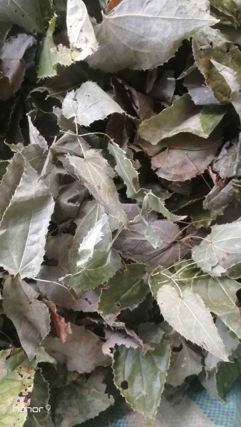 淫羊藿