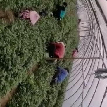 红薯苗脱毒原种红薯苗，商薯19，西瓜红，龙九，大量预售中