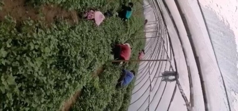 红薯苗脱毒原种红薯苗，商薯19，西瓜红，龙九，大量预售中