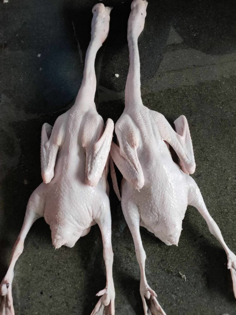肉鹅广东清远黑棕鹅新鲜鹅光鹅冰鲜鹅冰冻鹅