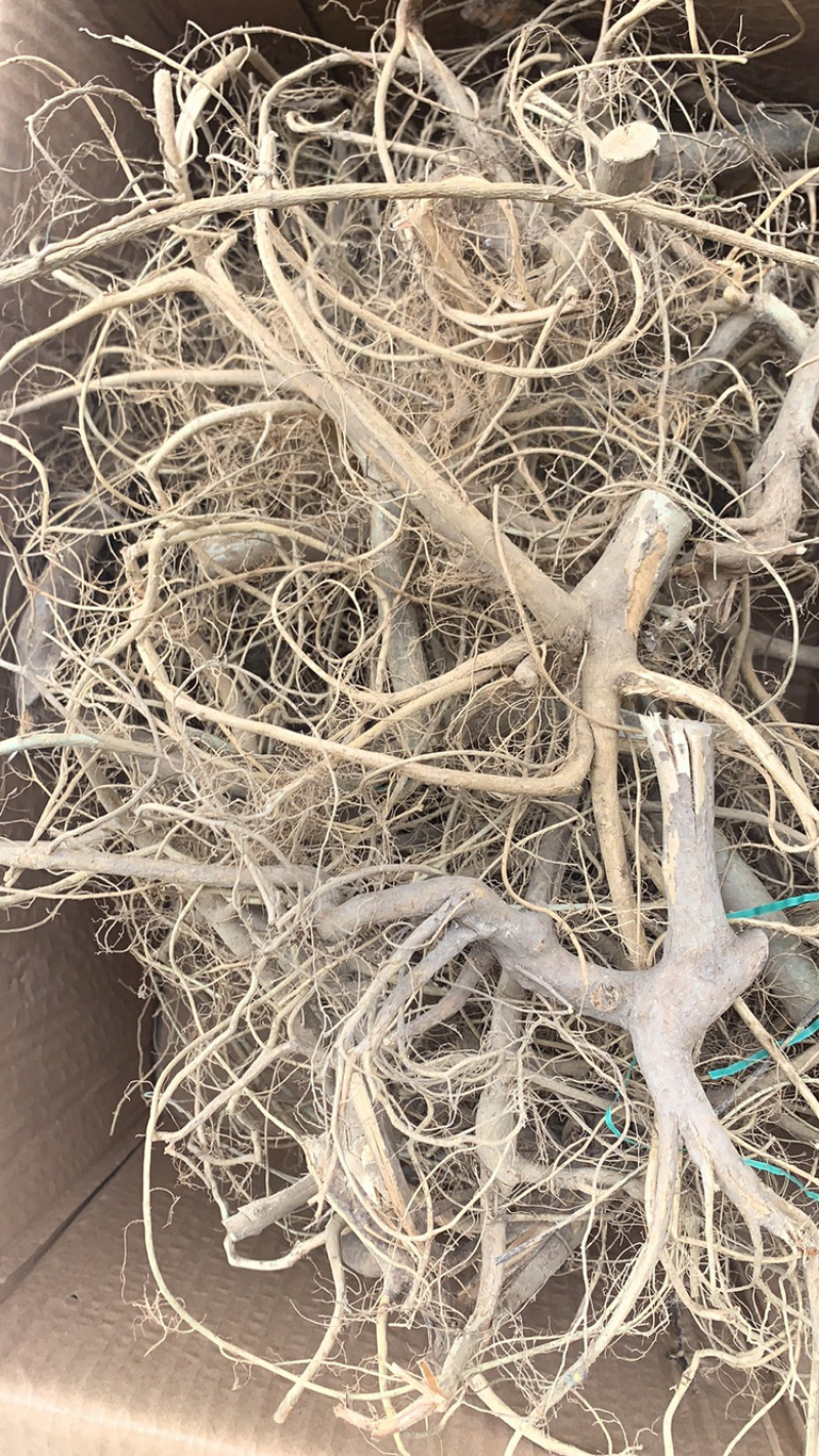 白花牛奶根