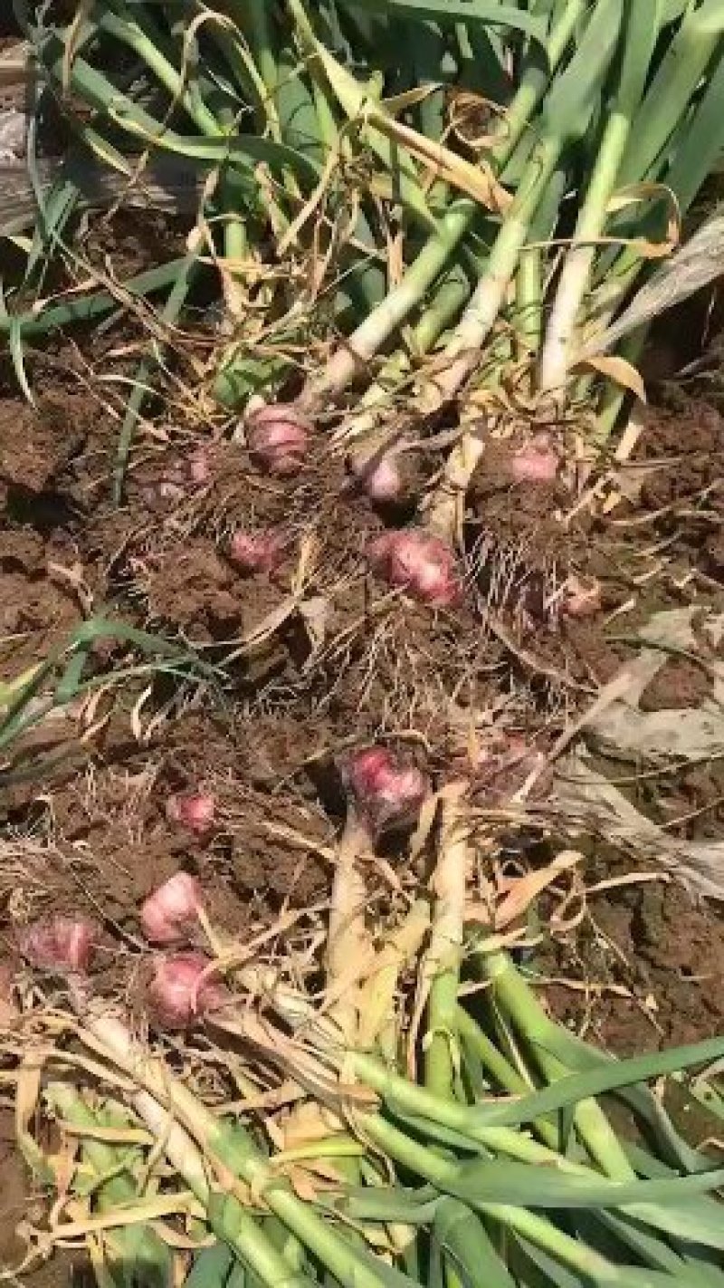新鲜红皮大蒜，大量上市。如有需要可以给我留言