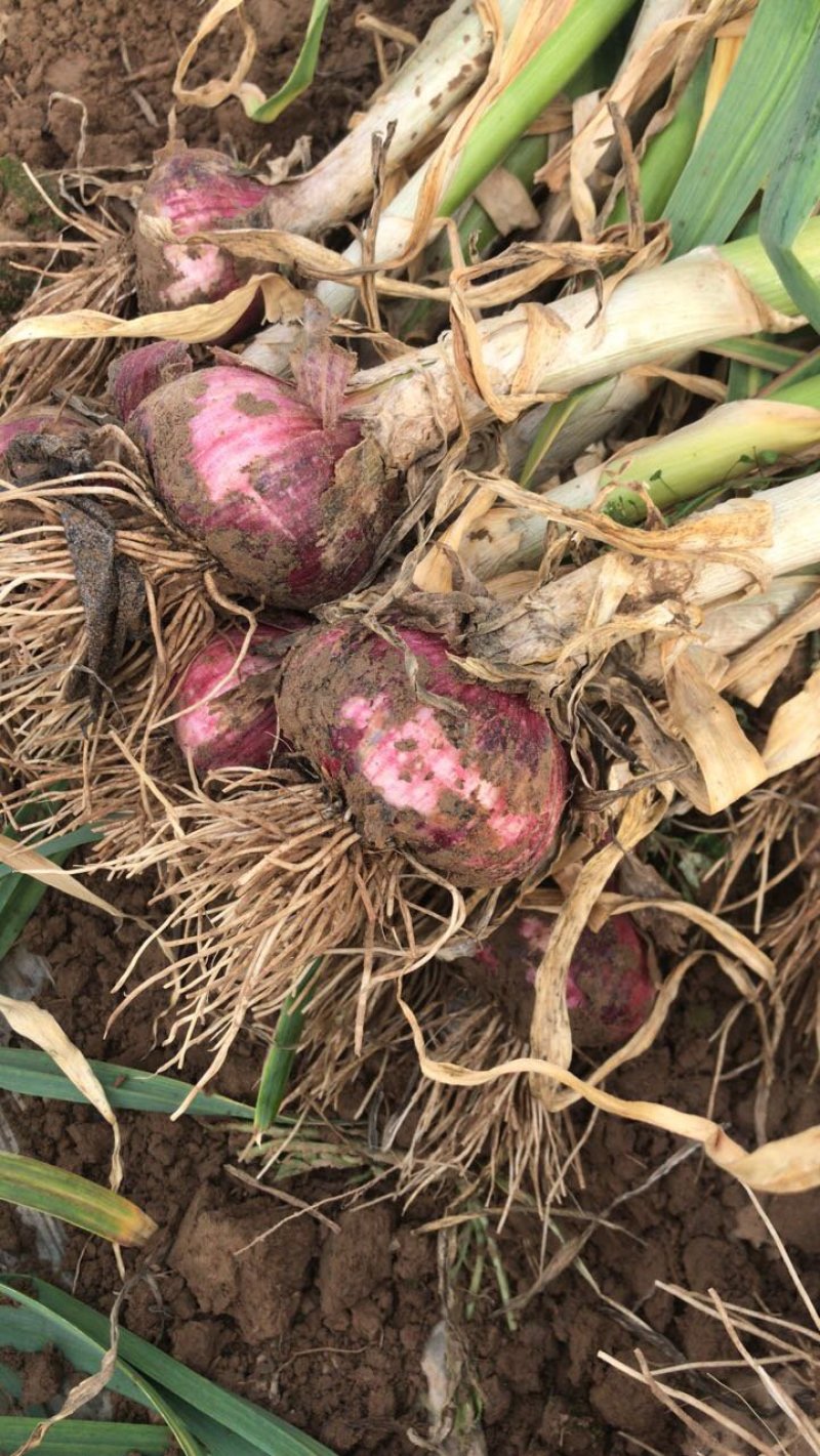 新鲜红皮大蒜，大量上市。如有需要可以给我留言