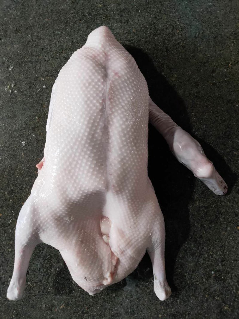 肉鹅黑棕鹅光鹅新鲜鹅冰鲜鹅冰冻鹅