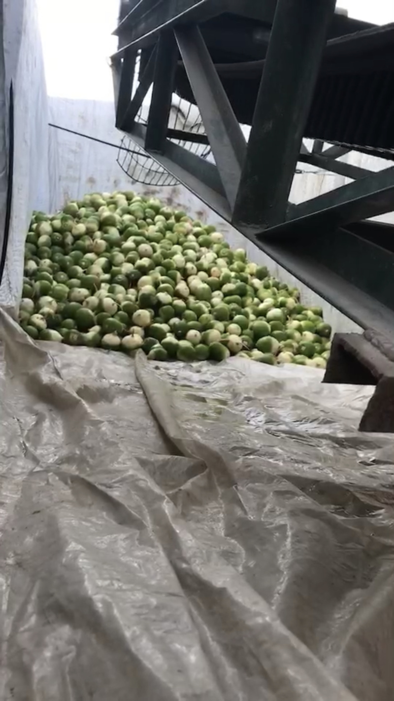 满堂红萝卜