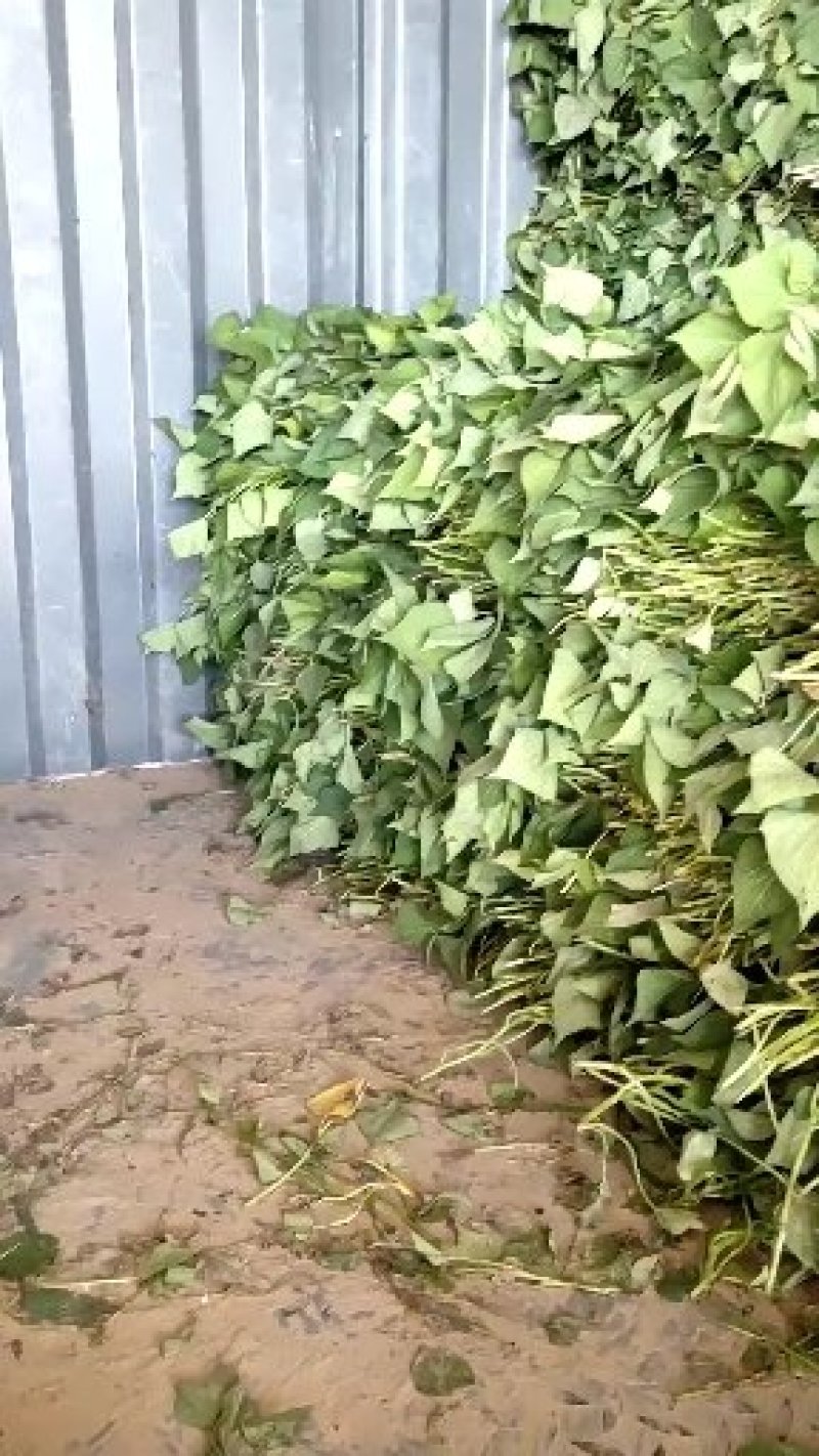大量供应商薯19高剪苗，拔苗产地直供量大从优