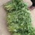 大量供应商薯19高剪苗，拔苗产地直供量大从优