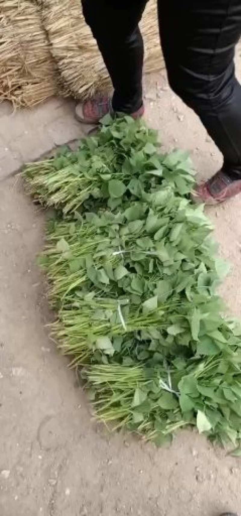 大量供应商薯19高剪苗，拔苗产地直供量大从优