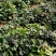 大量供应商薯19高剪苗，拔苗产地直供量大从优