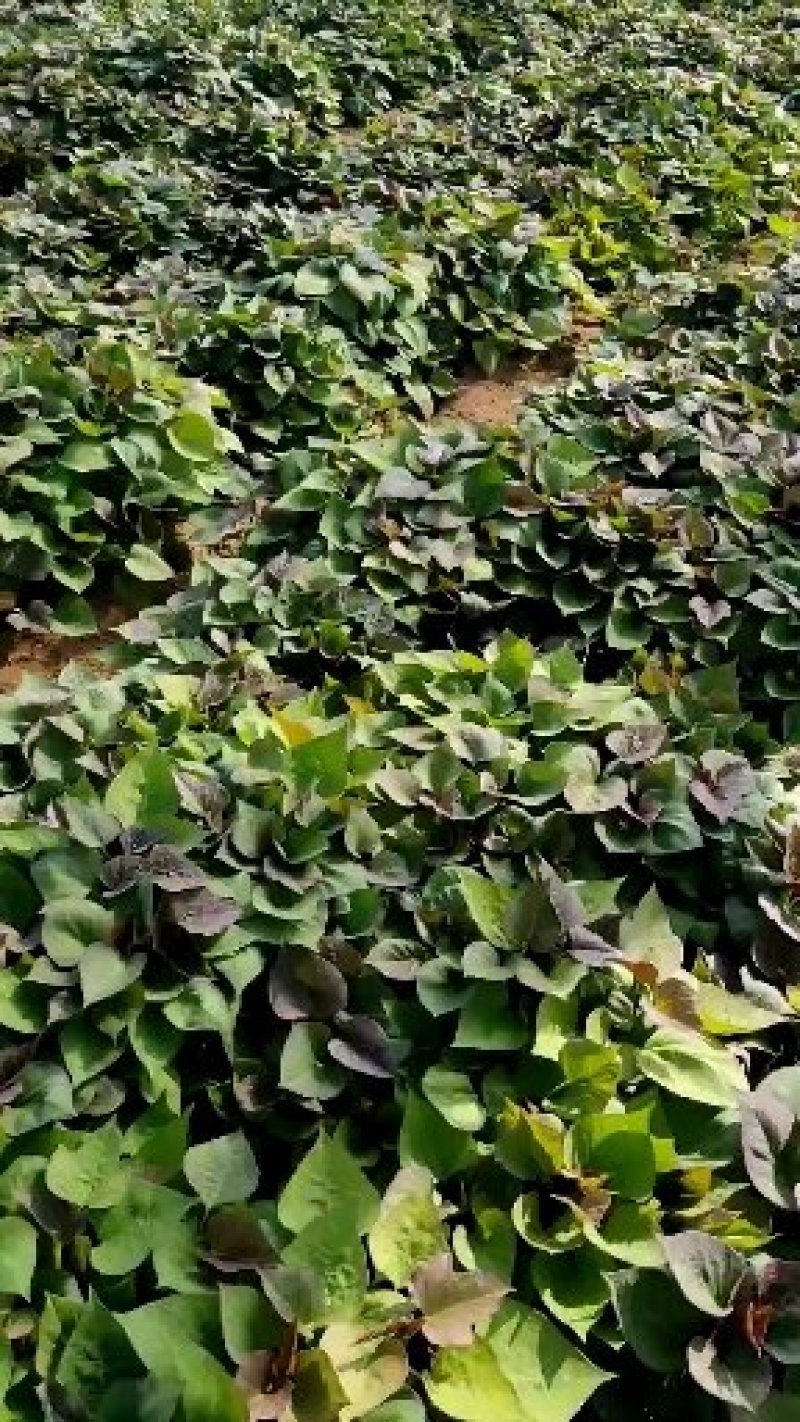 大量供应商薯19高剪苗，拔苗产地直供量大从优