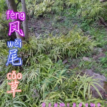 贵州毕节古夜郎大山野生凤尾草井口边草