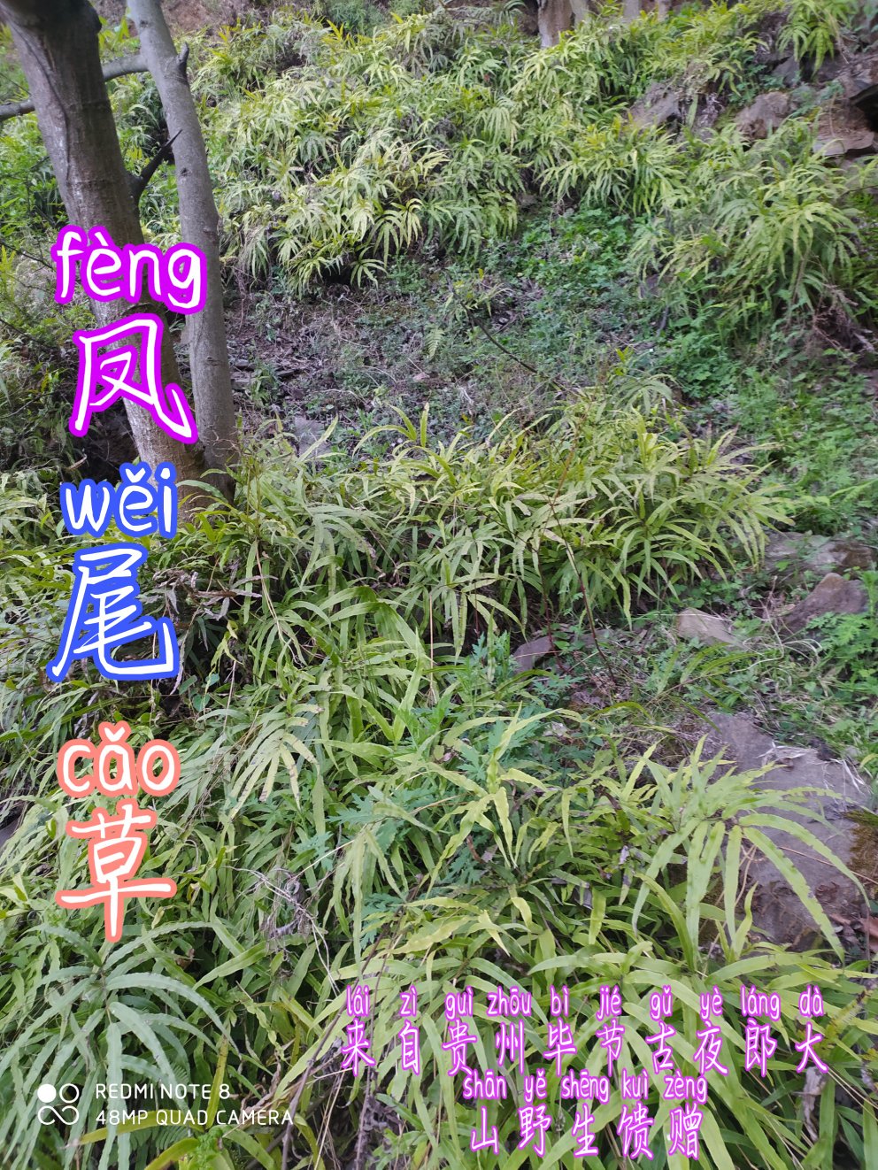 贵州毕节古夜郎大山野生凤尾草井口边草