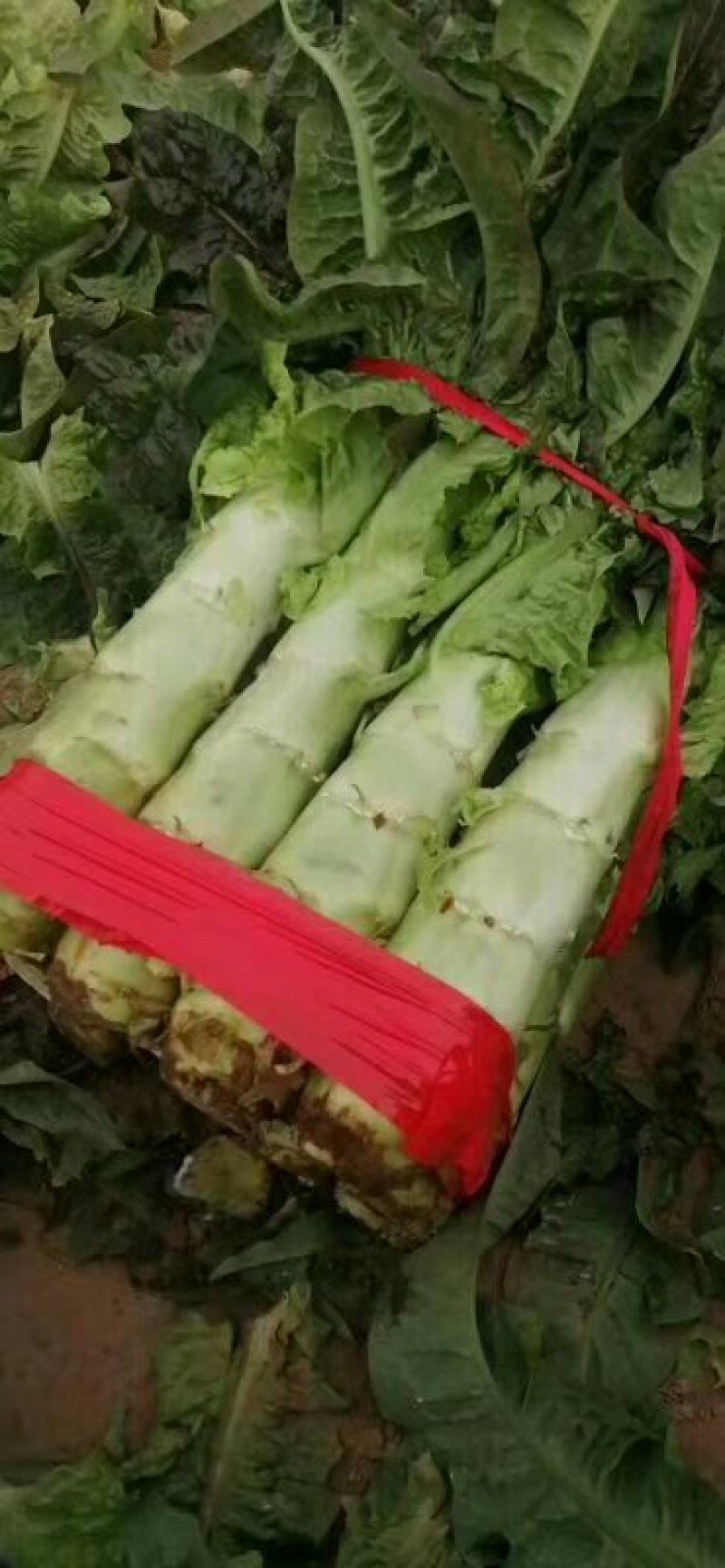 河南红叶香莴苣！莴笋单个1.5斤以上，不裂口，