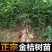 金桔苗，金桔盆栽，金桔苗，特大脆皮金桔，带果可食用