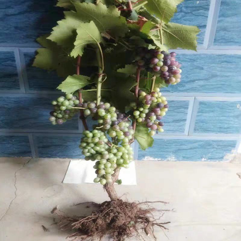 蓝宝石葡萄苗果树北方南方种植庭院爬藤地栽盆栽葡萄树苖当年