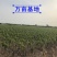 蓝宝石葡萄苗果树北方南方种植庭院爬藤地栽盆栽葡萄树苖当年
