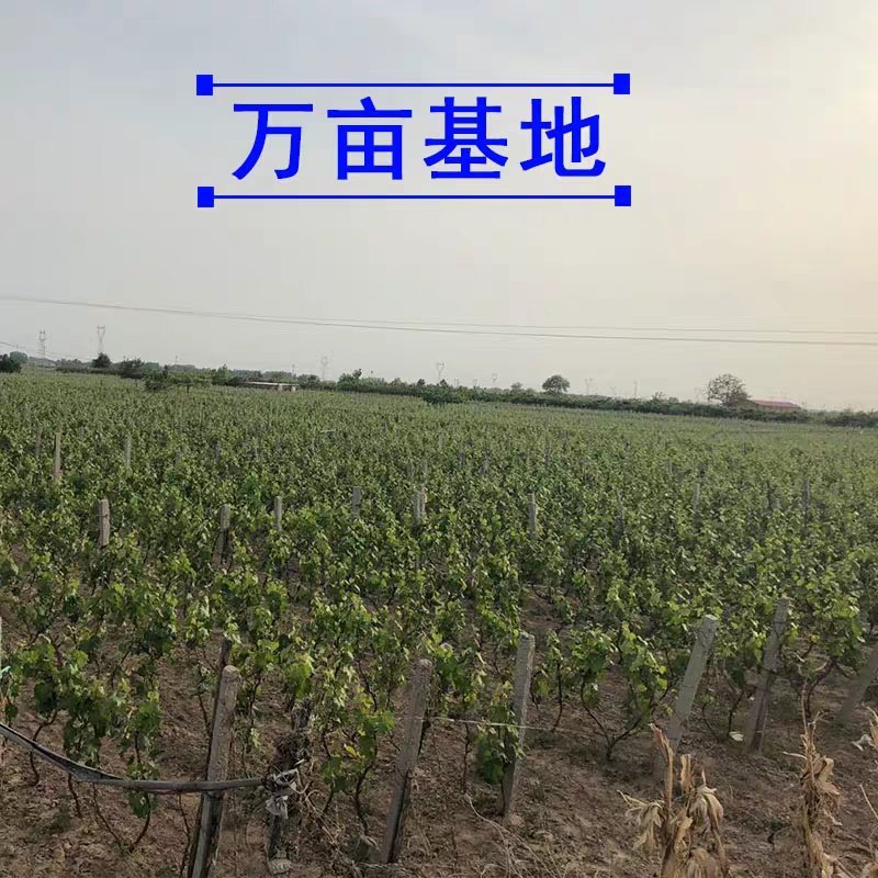 蓝宝石葡萄苗果树北方南方种植庭院爬藤地栽盆栽葡萄树苖当年