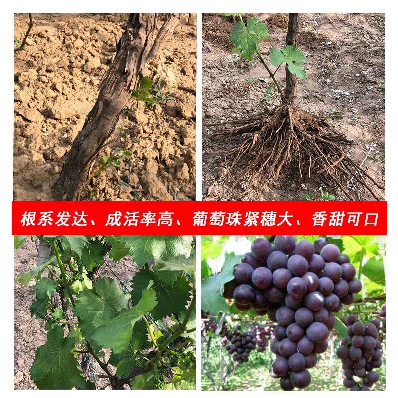 蓝宝石葡萄苗果树北方南方种植庭院爬藤地栽盆栽葡萄树苖当年