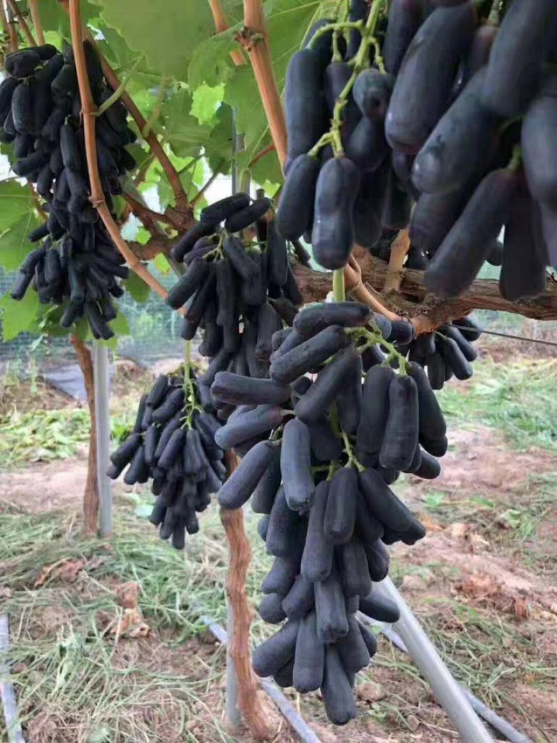 蓝宝石葡萄苗果树北方南方种植庭院爬藤地栽盆栽葡萄树苖当年
