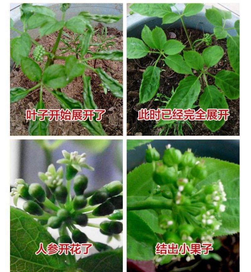 【春季种植特价】人参苗100颗园参子林下参子