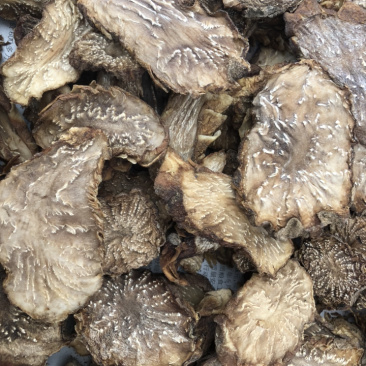肉苁蓉鲜干片、油苁蓉切片原产地阿拉善