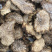 肉苁蓉鲜干片、油苁蓉切片原产地阿拉善