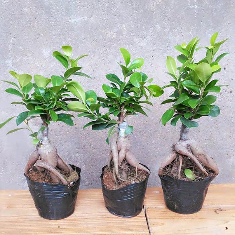 四季常青耐寒榕树造型树桩盆景苗室内植物人参榕小叶榕树盆栽