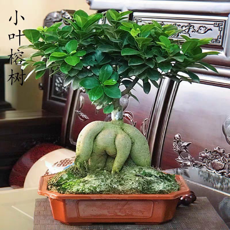 四季常青耐寒榕树造型树桩盆景苗室内植物人参榕小叶榕树盆栽